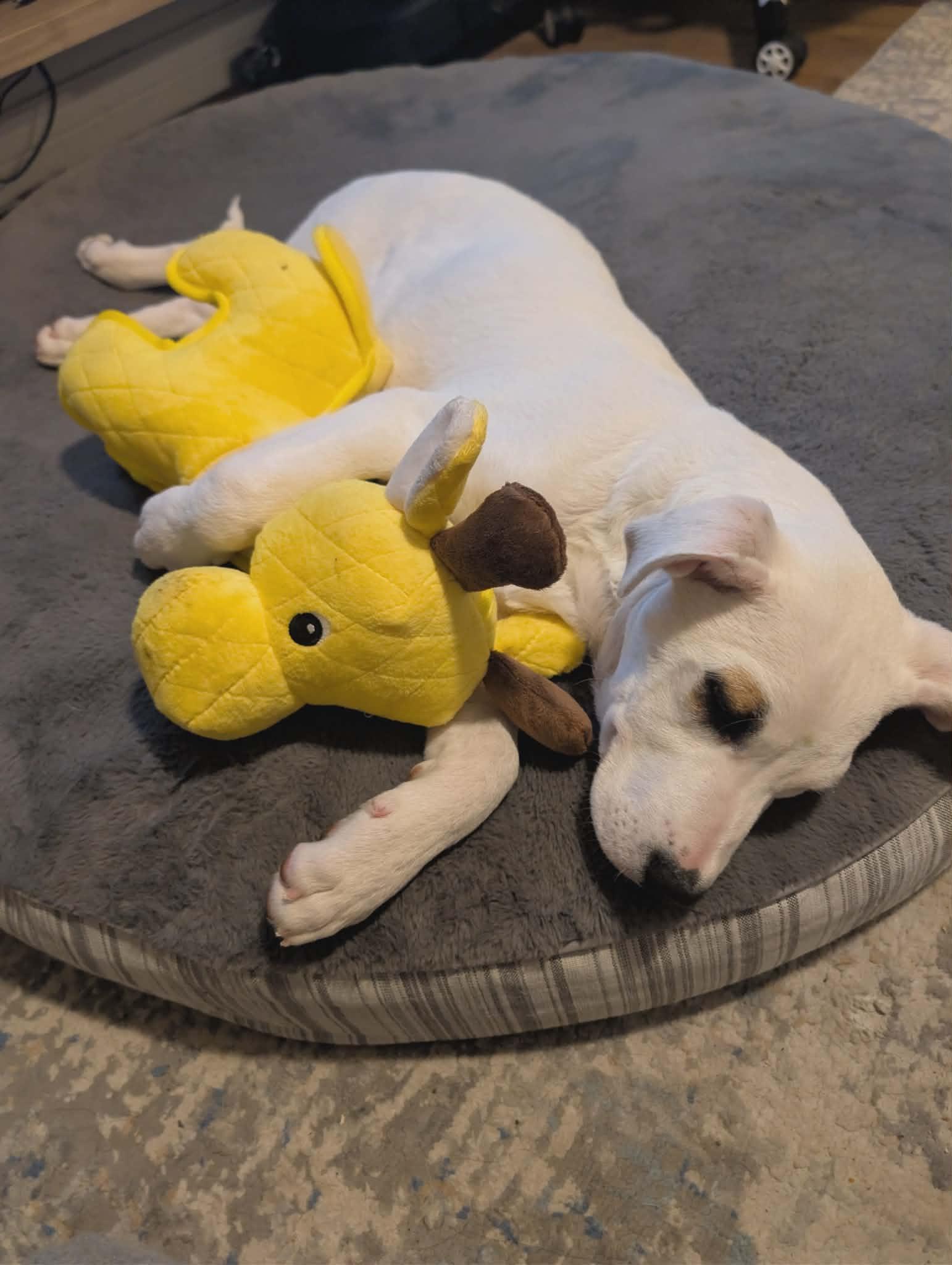 Enlarge Sonic, a Adoptable Pit Bull Terrier in Salt Lake City, UT image 2/3