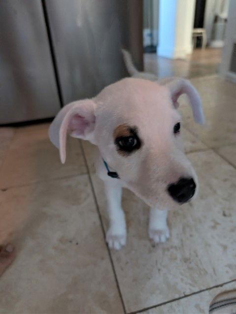 Sonic — thumbnail 3