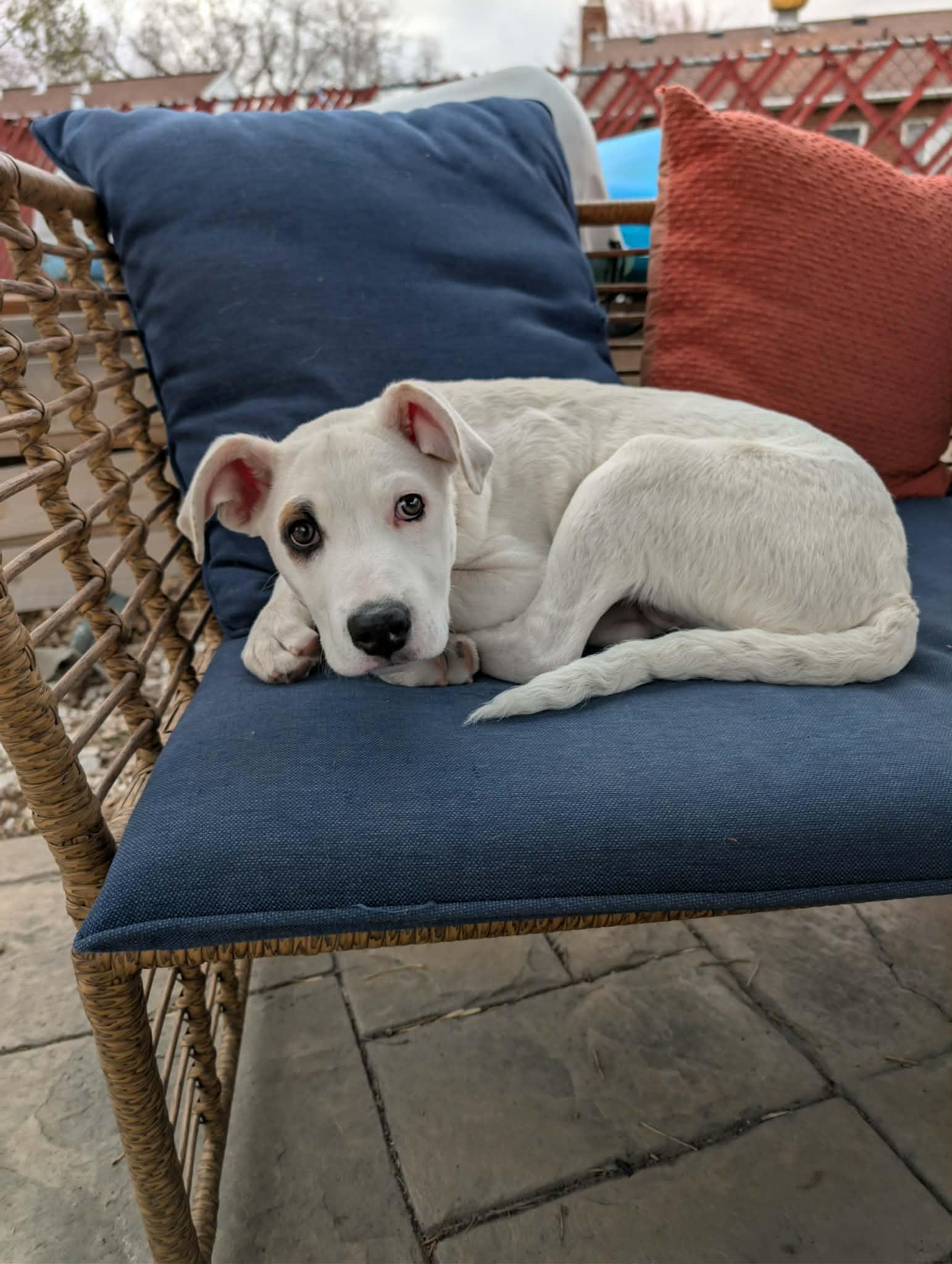 Enlarge Sonic, a Adoptable Pit Bull Terrier in Salt Lake City, UT image 3/3