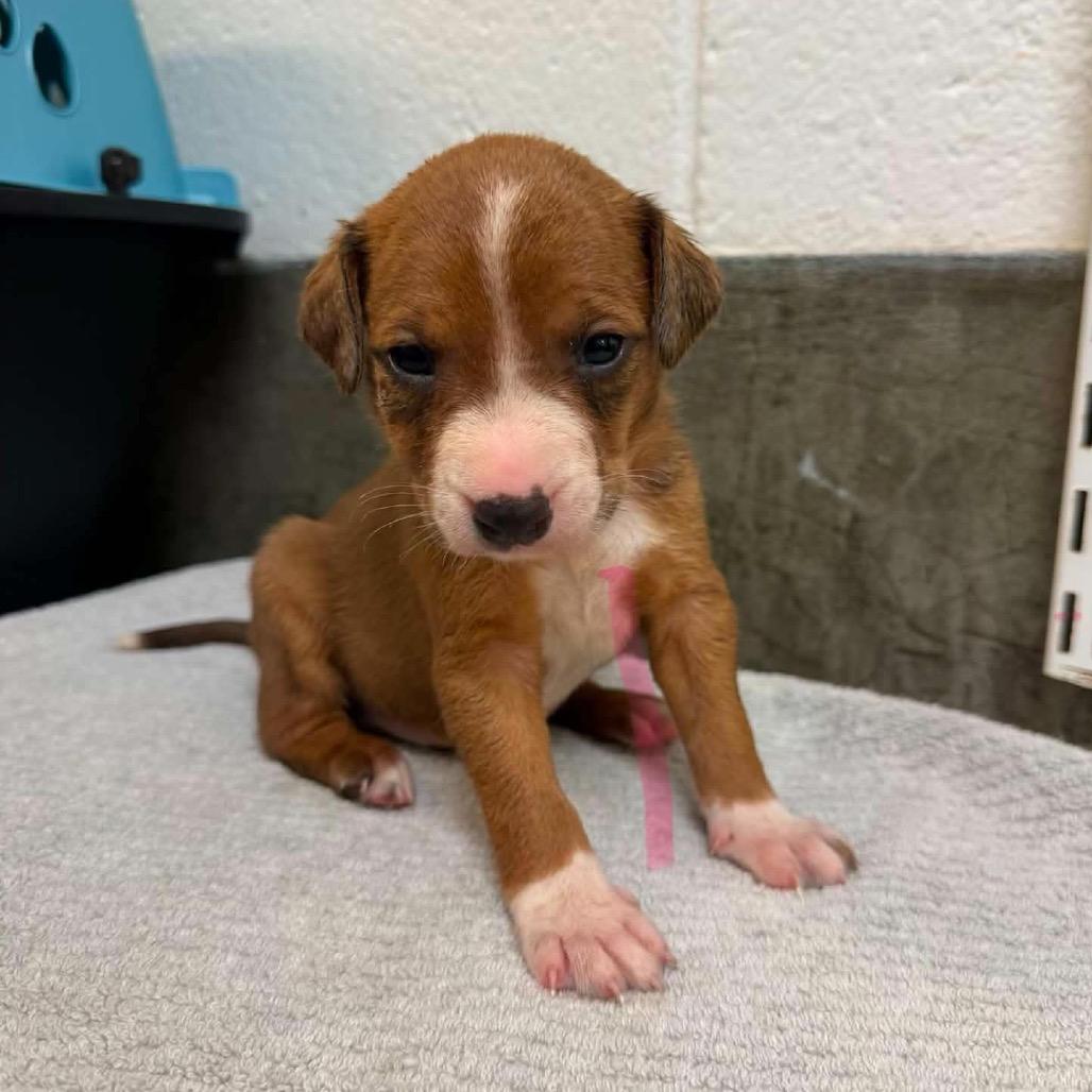 Timber, a Adoptable Mixed Breed in Mocksville, NC image 1/4