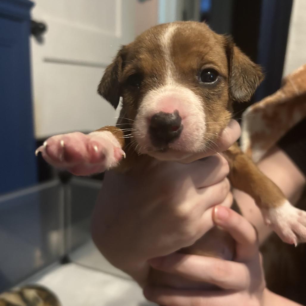 Timber, a Adoptable Mixed Breed in Mocksville, NC image 4/4