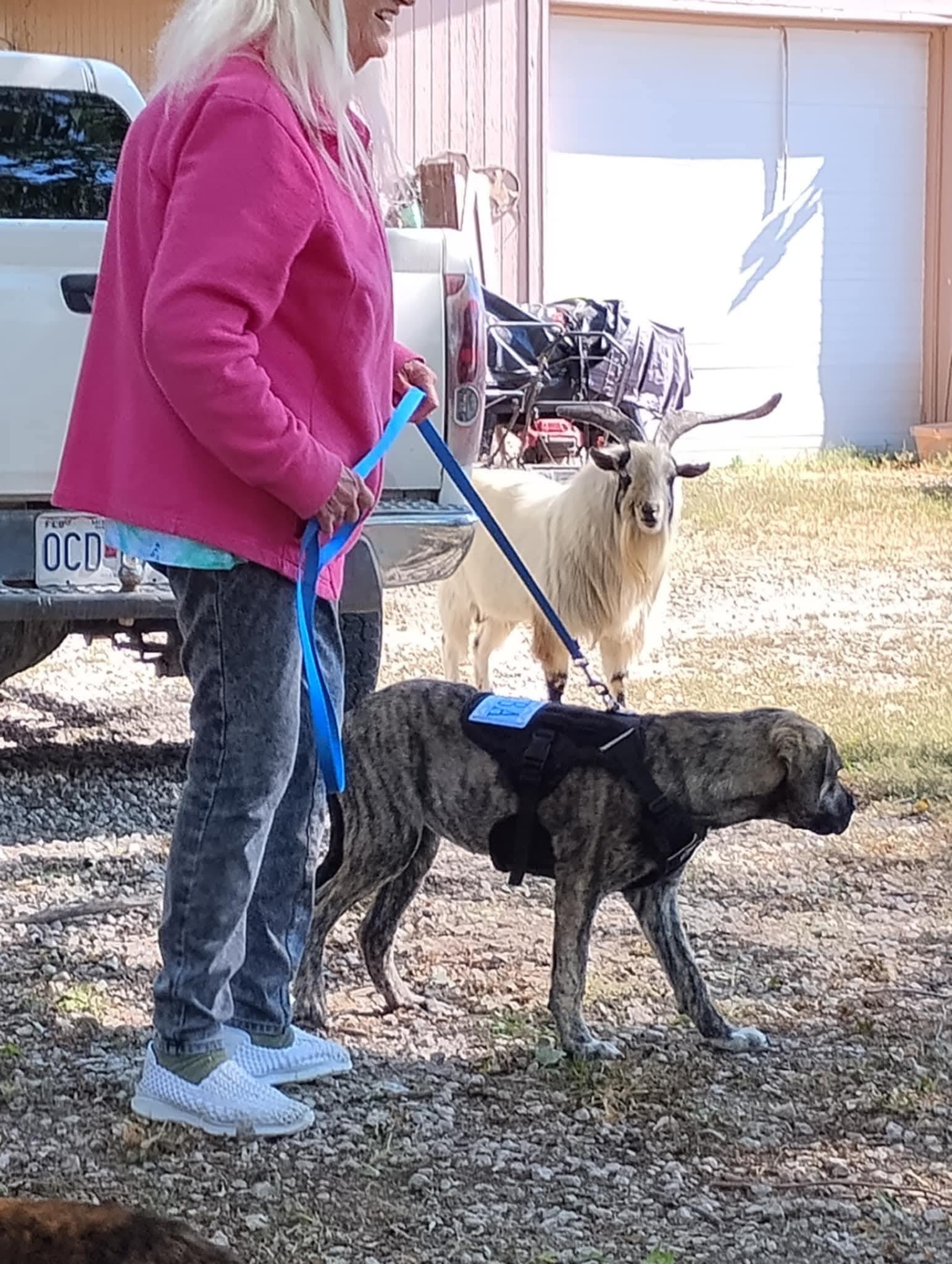Enlarge Reba, a Adoptable mixed breed in Lexington, MO image 3/6