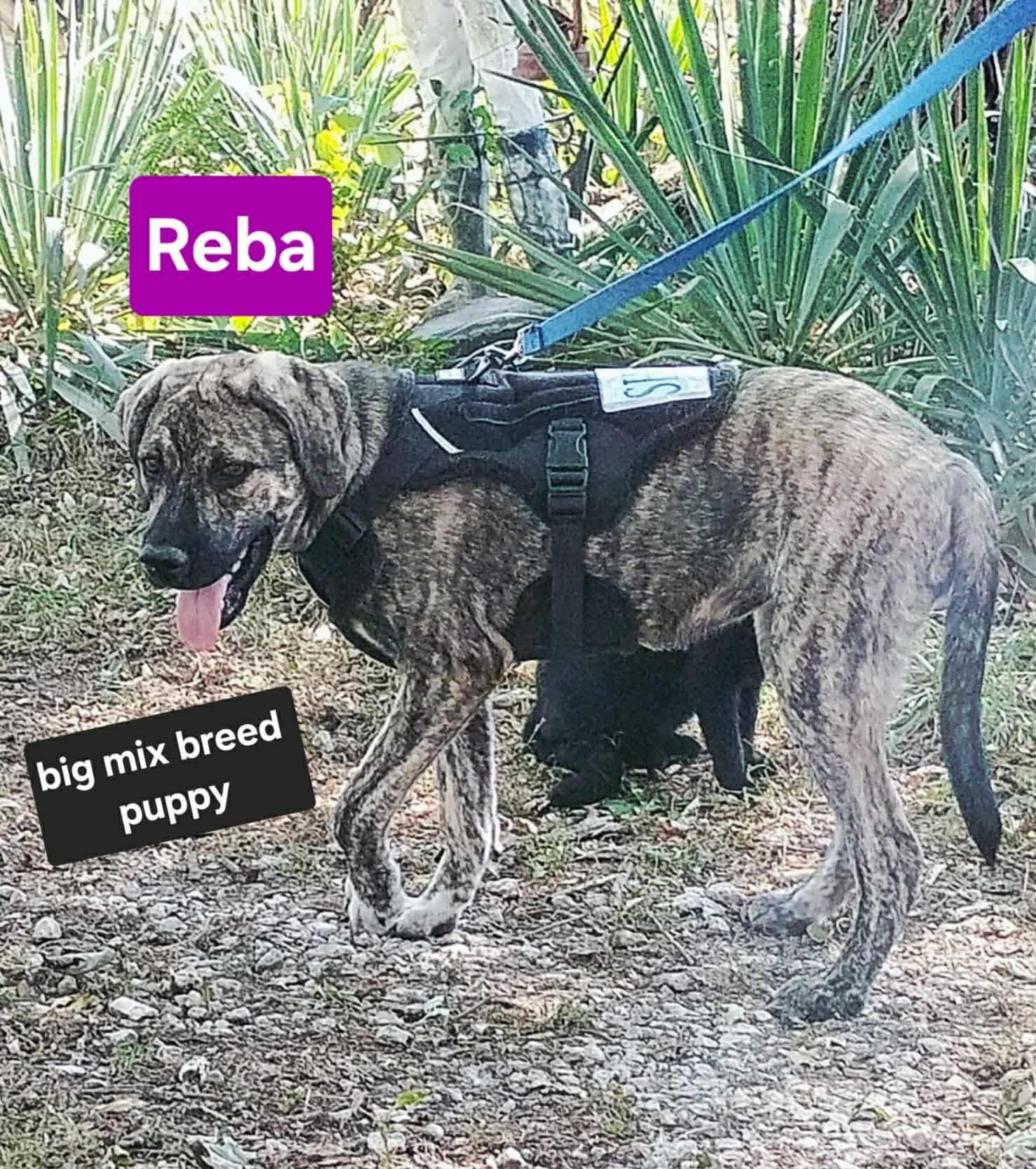 Enlarge Reba, a Adoptable mixed breed in Lexington, MO image 2/6