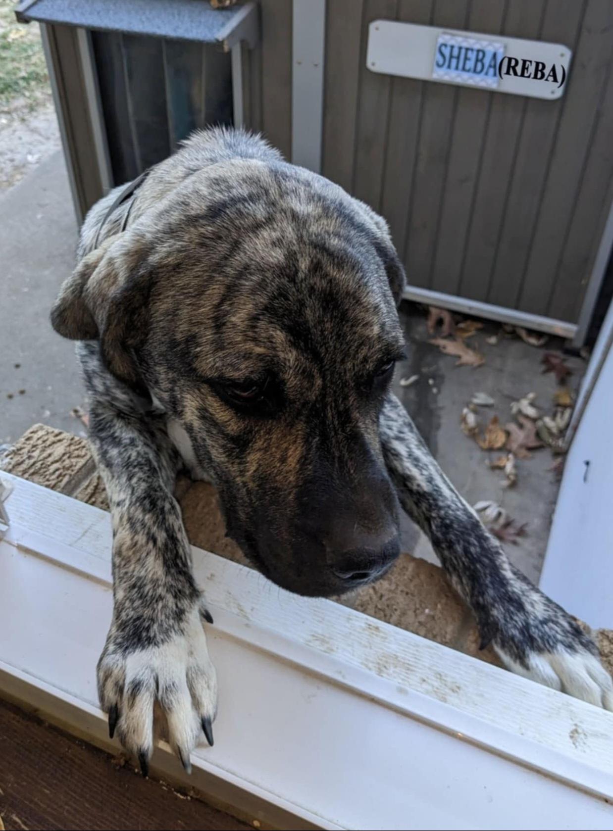 Enlarge Reba, a Adoptable mixed breed in Lexington, MO image 6/6