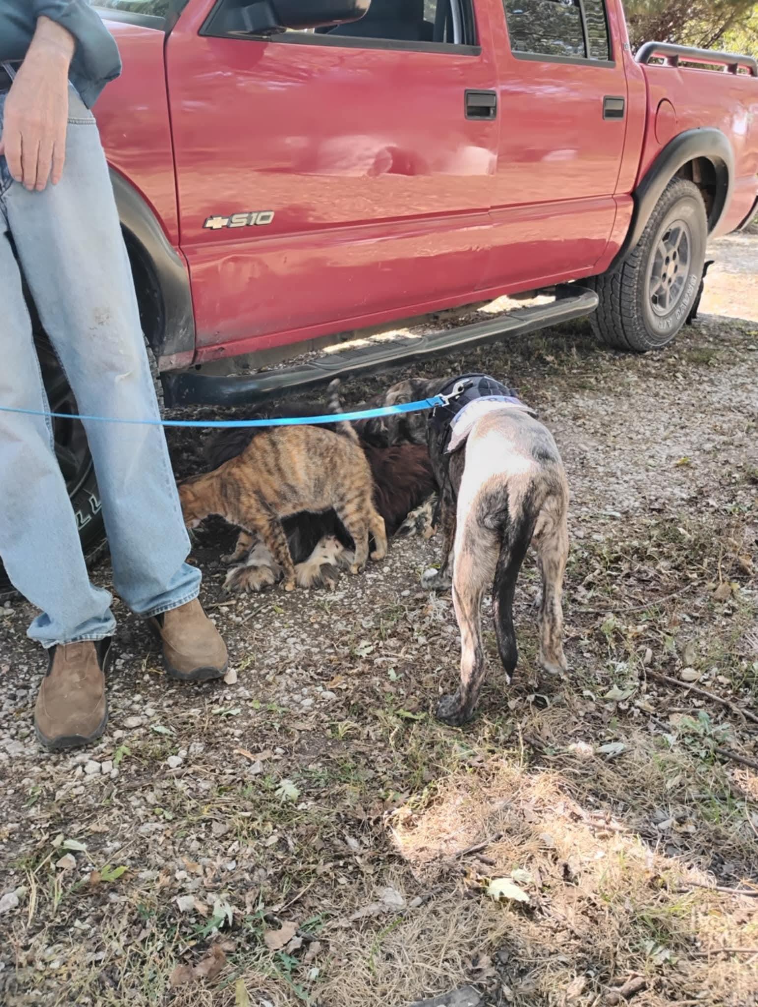 Enlarge Reba, a Adoptable mixed breed in Lexington, MO image 5/6
