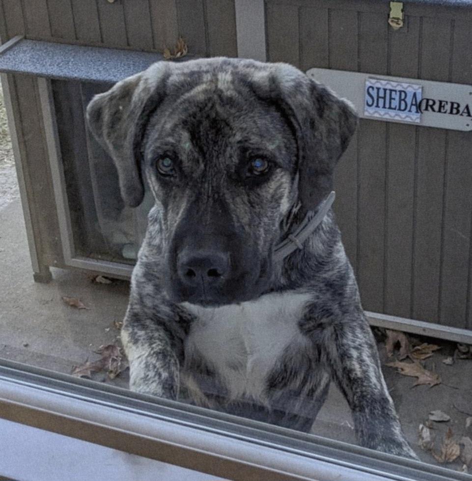 Enlarge Reba, a Adoptable mixed breed in Lexington, MO image 1/6