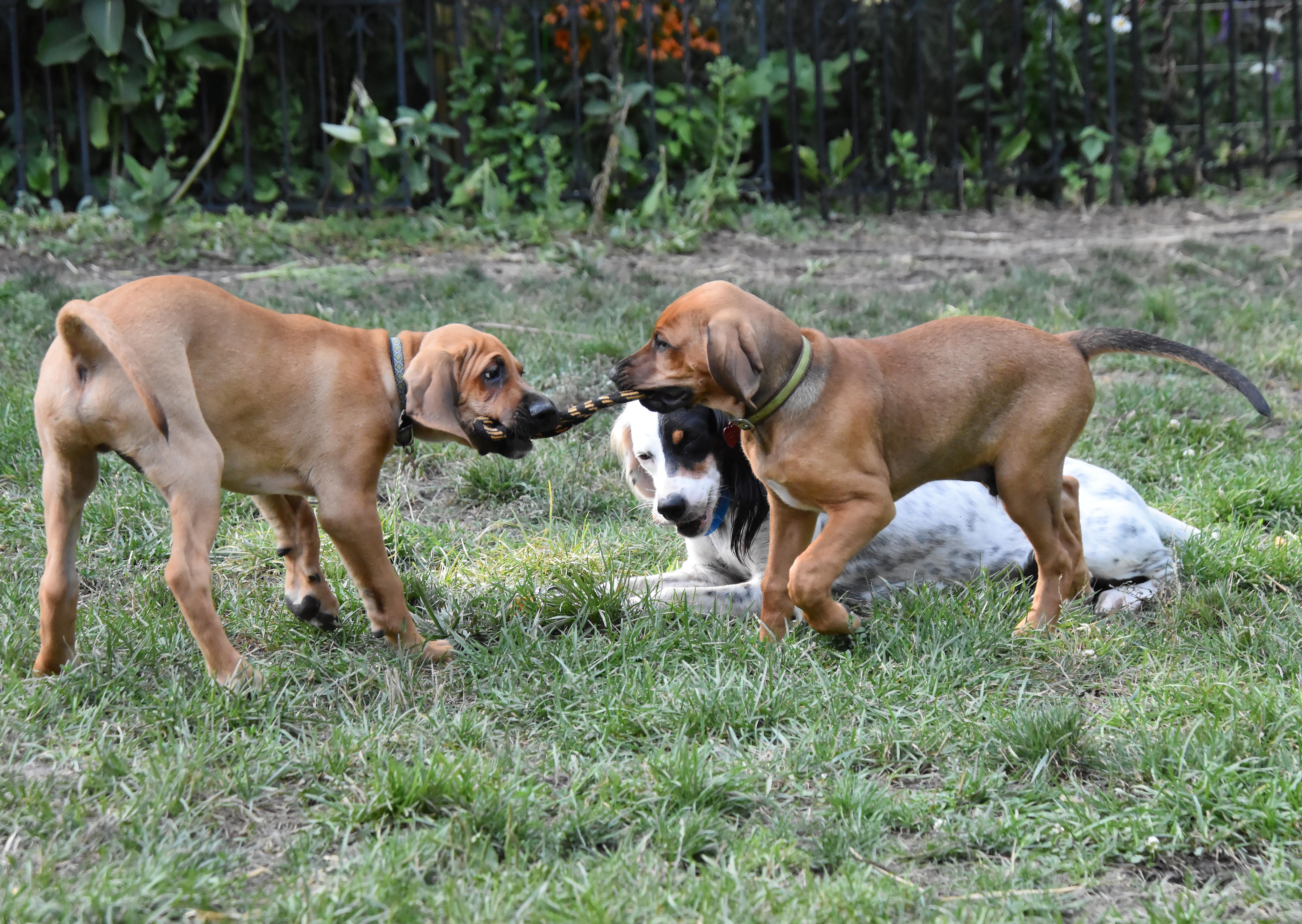 Viggo- Foster to Adopt, a Adoptable mixed breed in Wood Dale, IL image 6/6