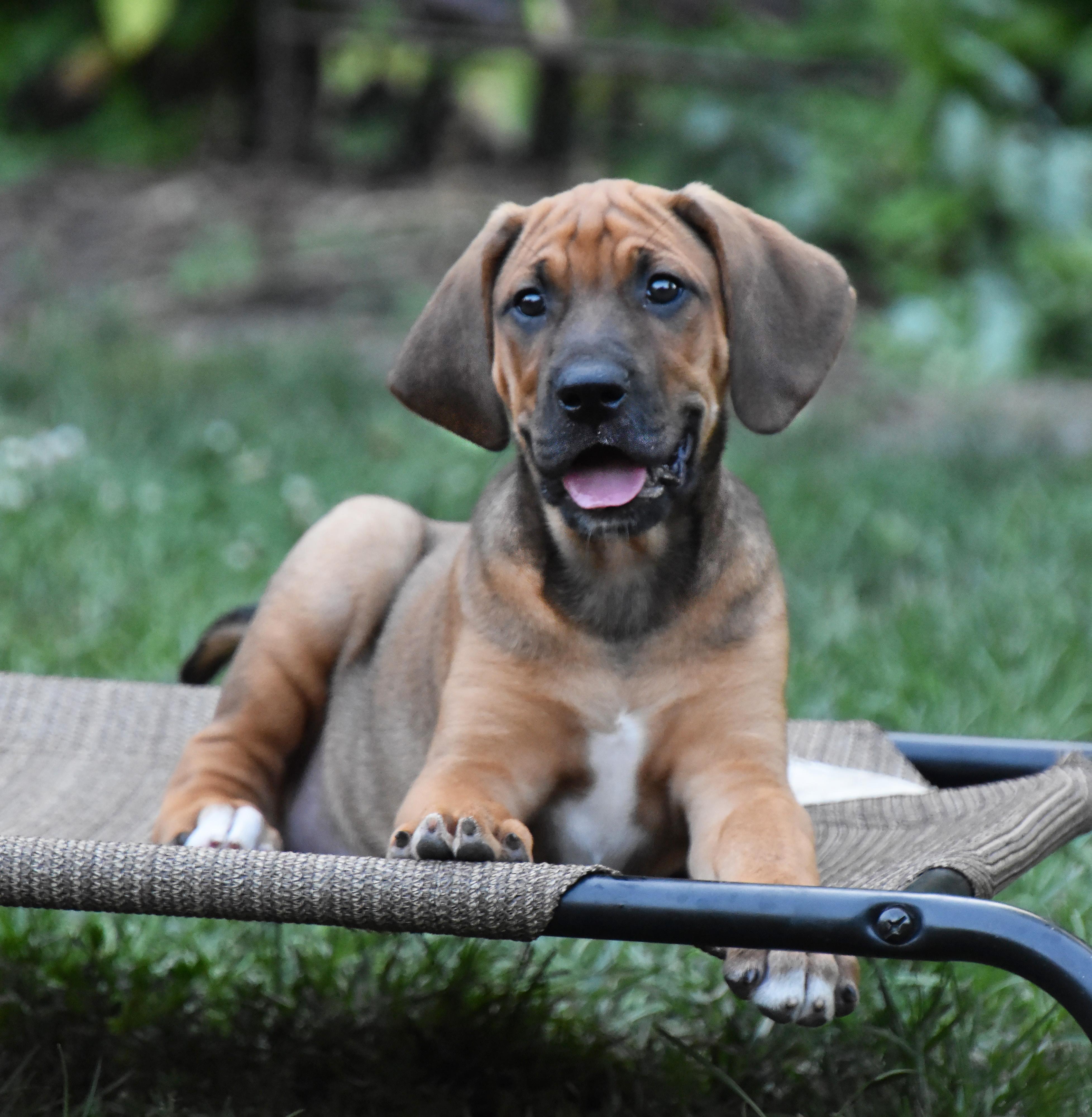 Viggo- Foster to Adopt, a Adoptable mixed breed in Wood Dale, IL image 3/6