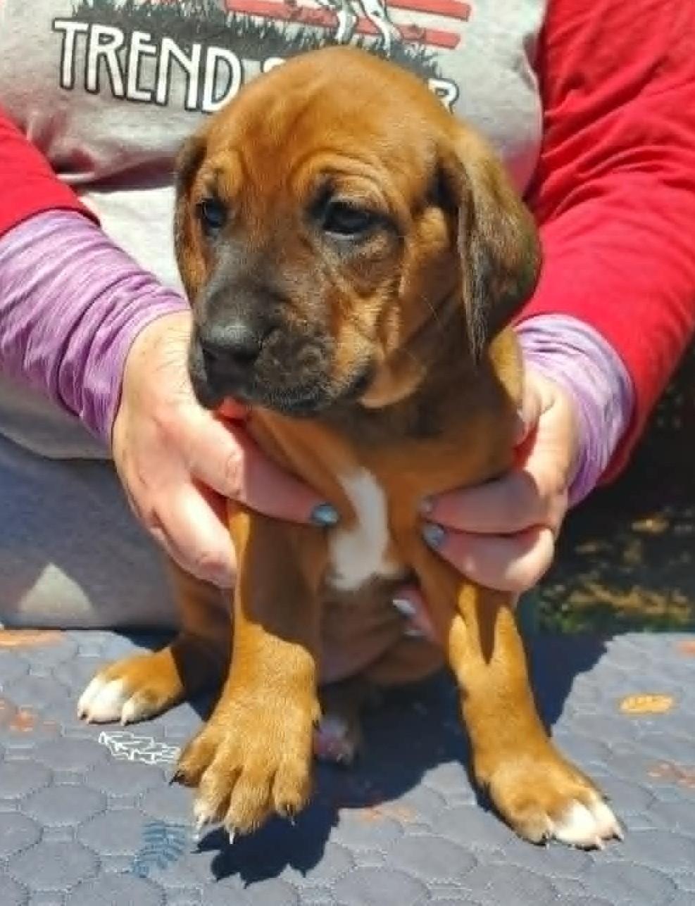 Enlarge Viggo- Foster to Adopt, a Adoptable mixed breed in Wood Dale, IL image 3/6