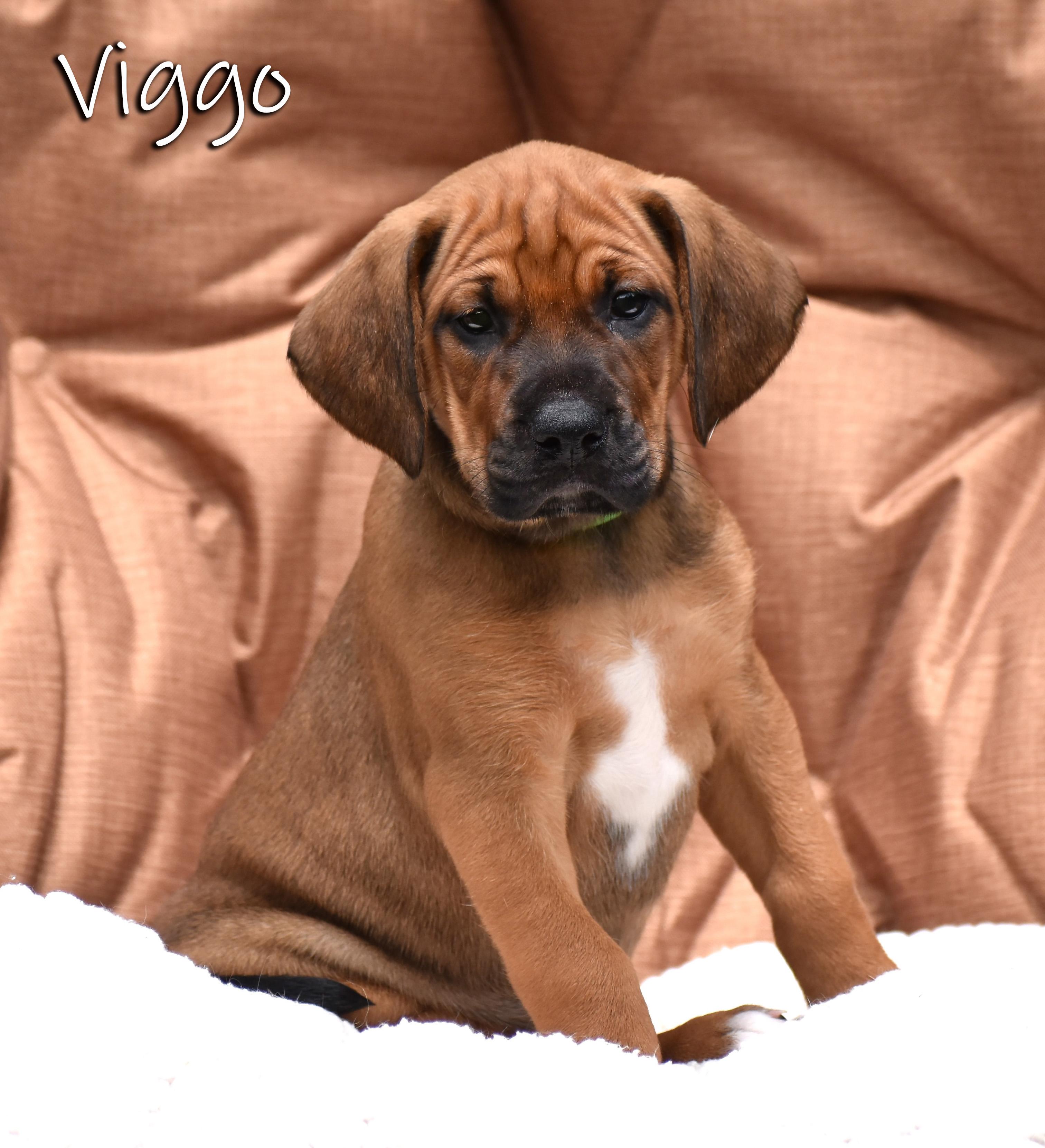 Enlarge Viggo- Foster to Adopt, a Adoptable mixed breed in Wood Dale, IL image 2/6