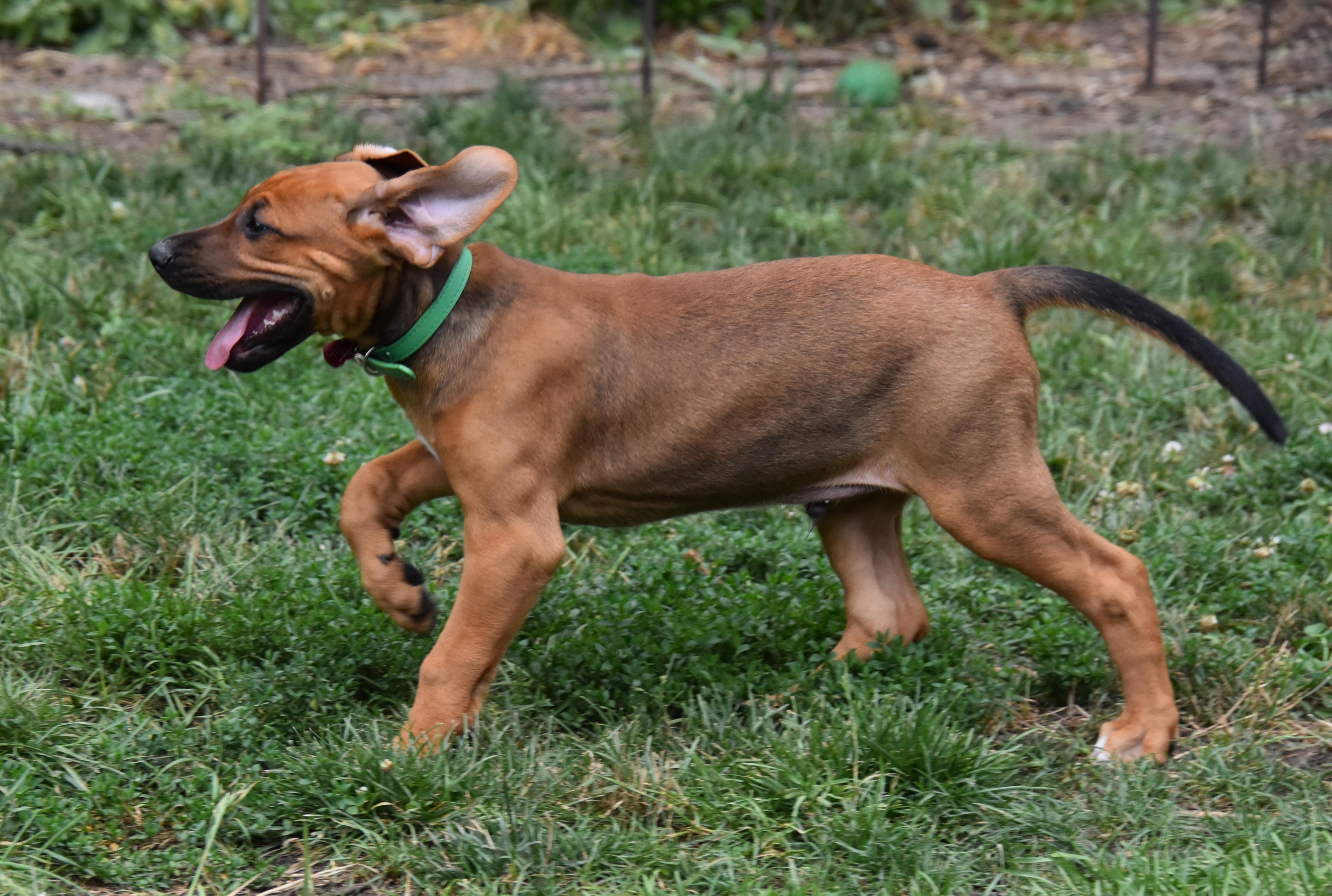 Viggo- Foster to Adopt, a Adoptable mixed breed in Wood Dale, IL image 4/6
