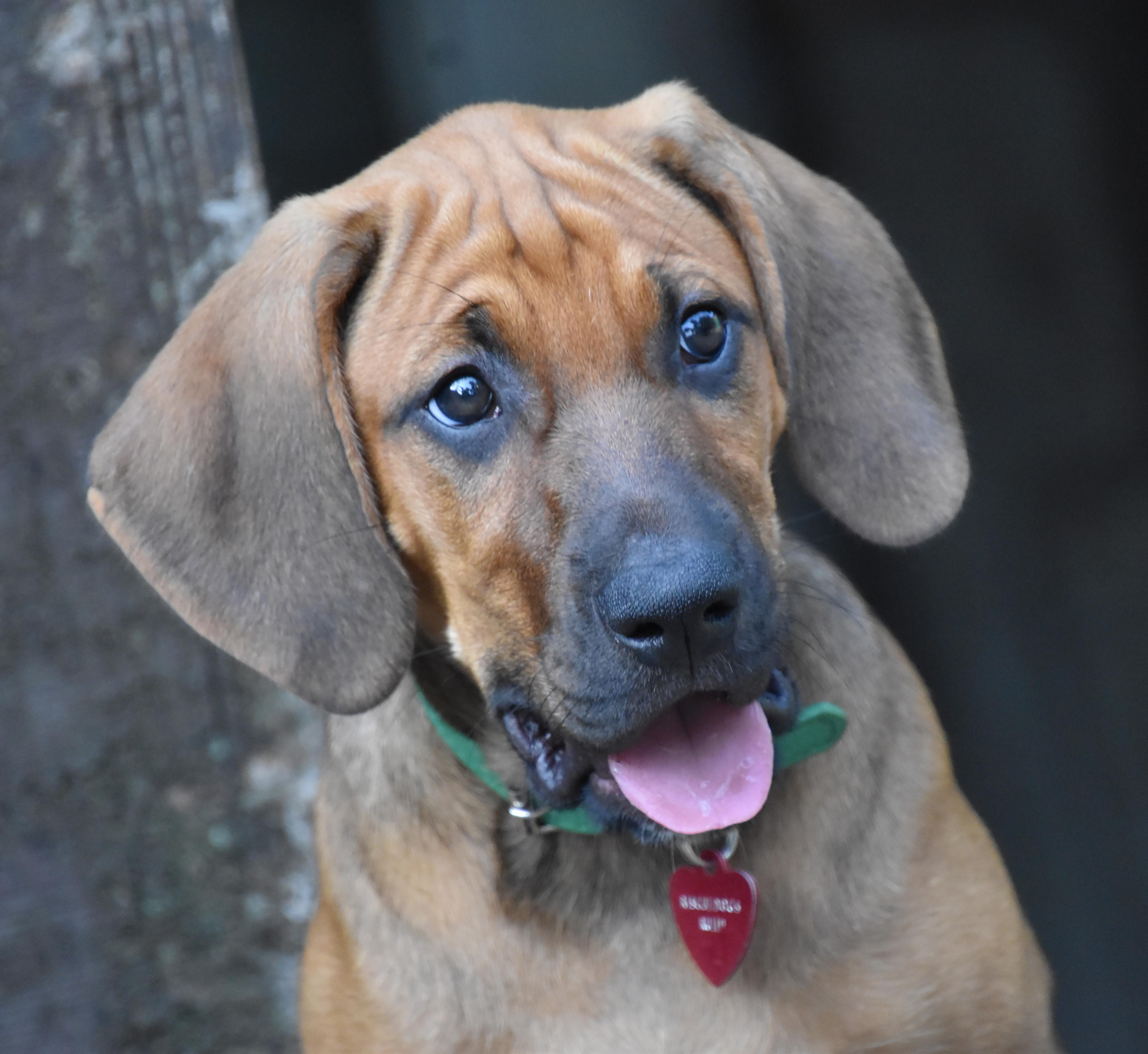 Viggo- Foster to Adopt, a Adoptable mixed breed in Wood Dale, IL image 1/6