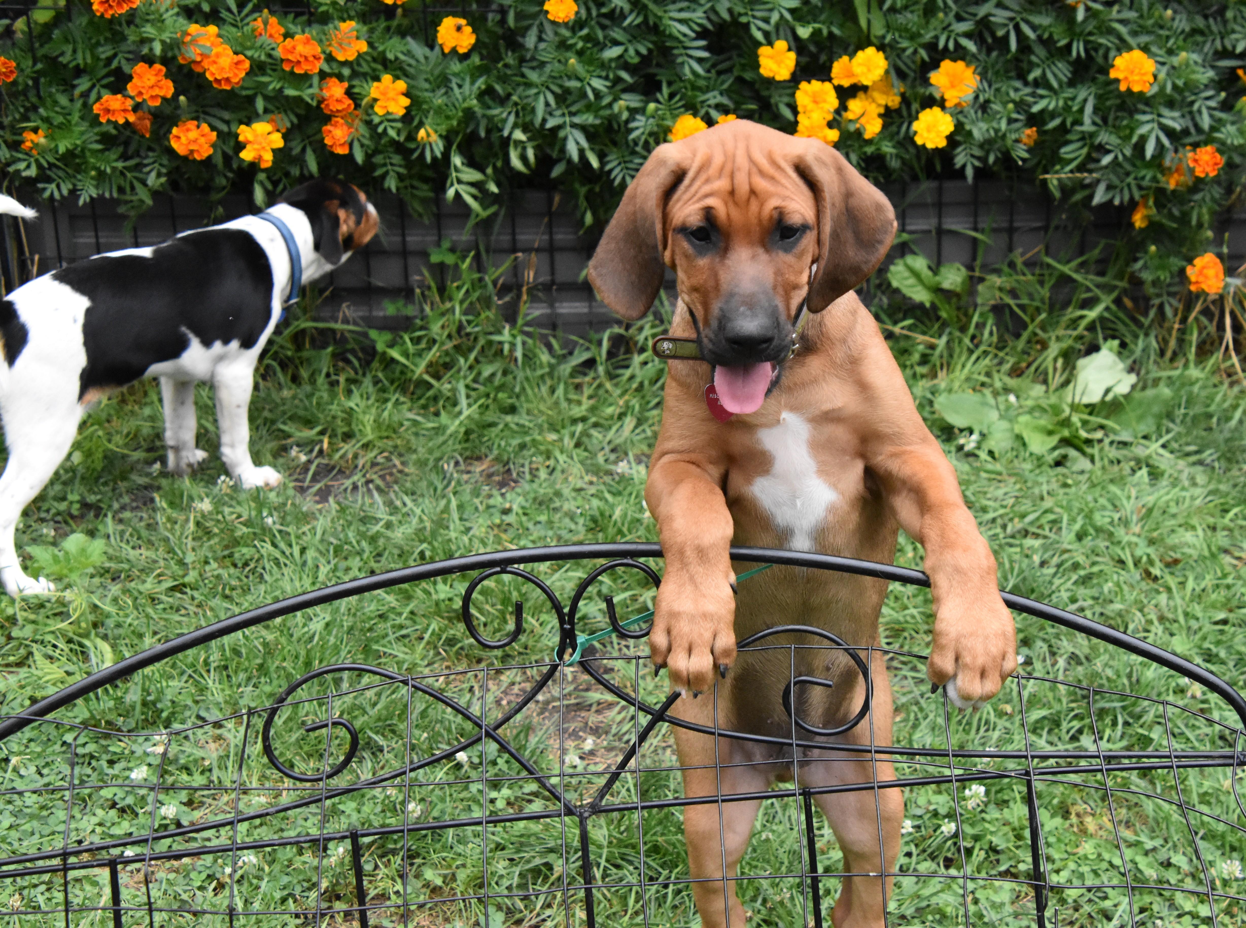Viggo- Foster to Adopt, a Adoptable mixed breed in Wood Dale, IL image 5/6