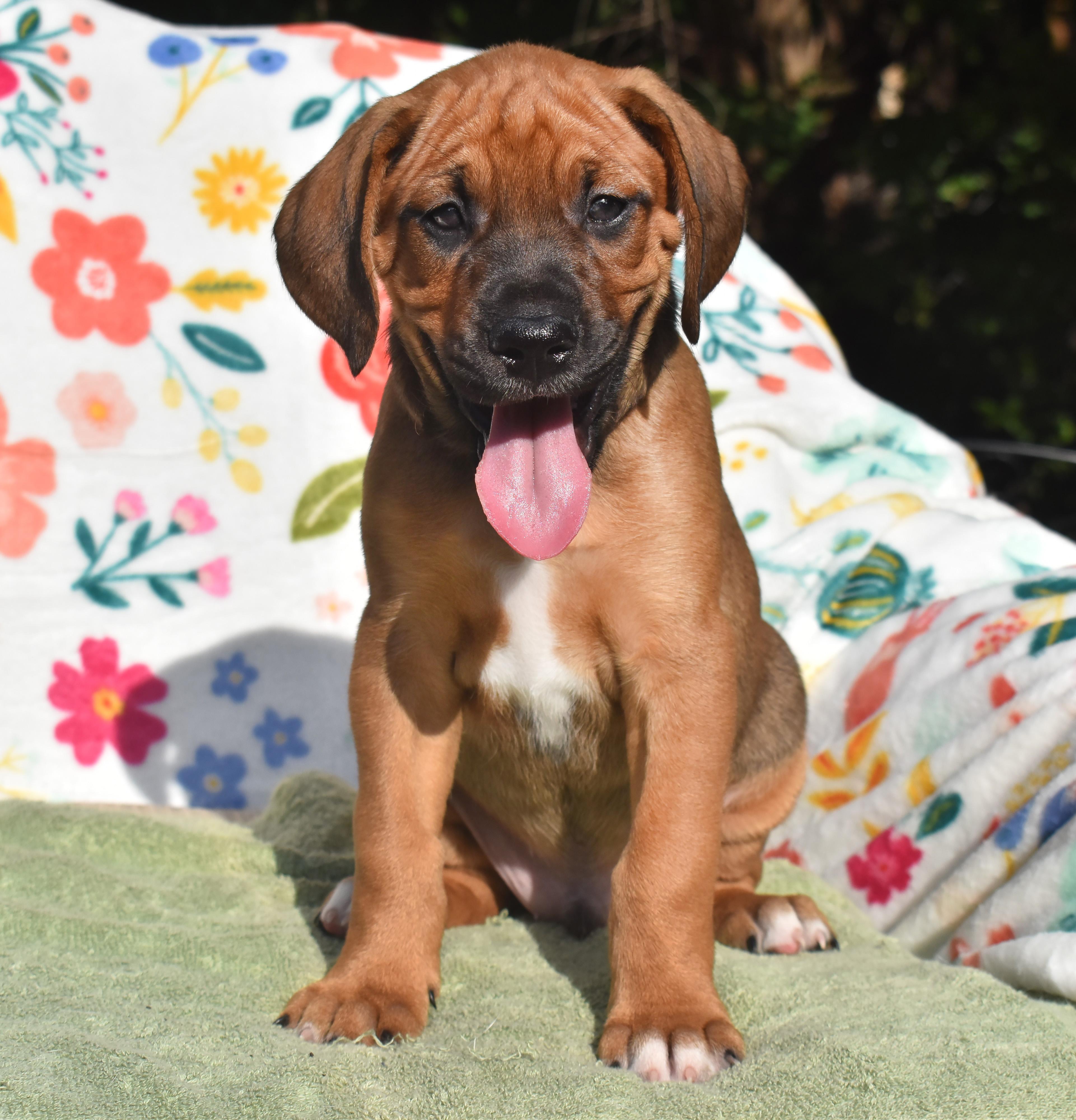 Enlarge Viggo- Foster to Adopt, a Adoptable mixed breed in Wood Dale, IL image 1/6