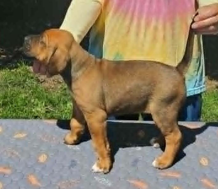Enlarge Viggo- Foster to Adopt, a Adoptable mixed breed in Wood Dale, IL image 4/6