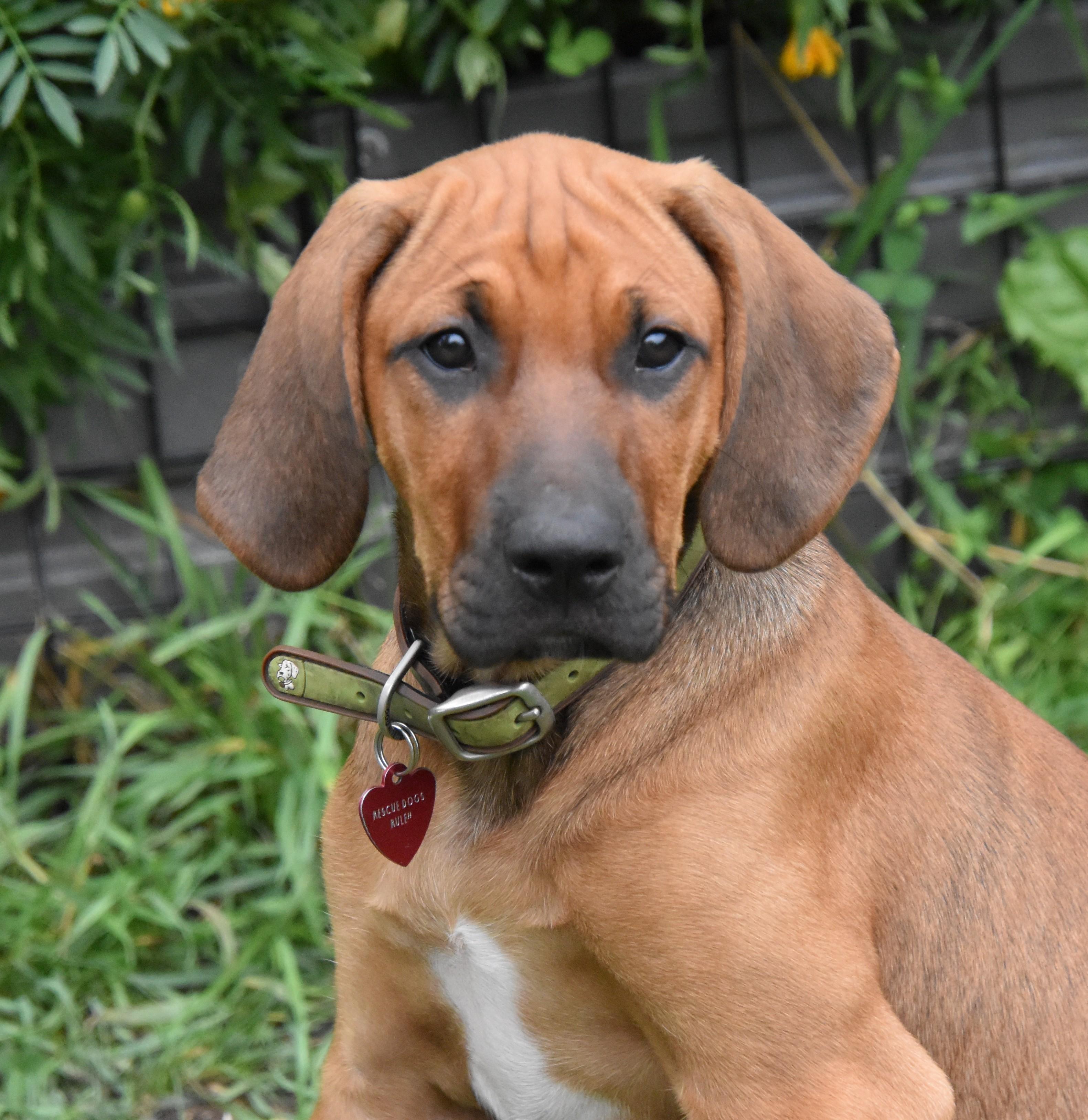 Viggo- Foster to Adopt, a Adoptable mixed breed in Wood Dale, IL image 2/6