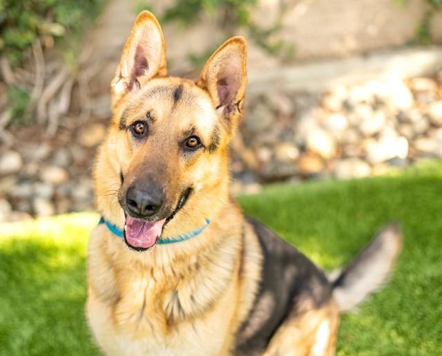 ROCKY, Adoptable, Adult Male German Shepherd Dog.