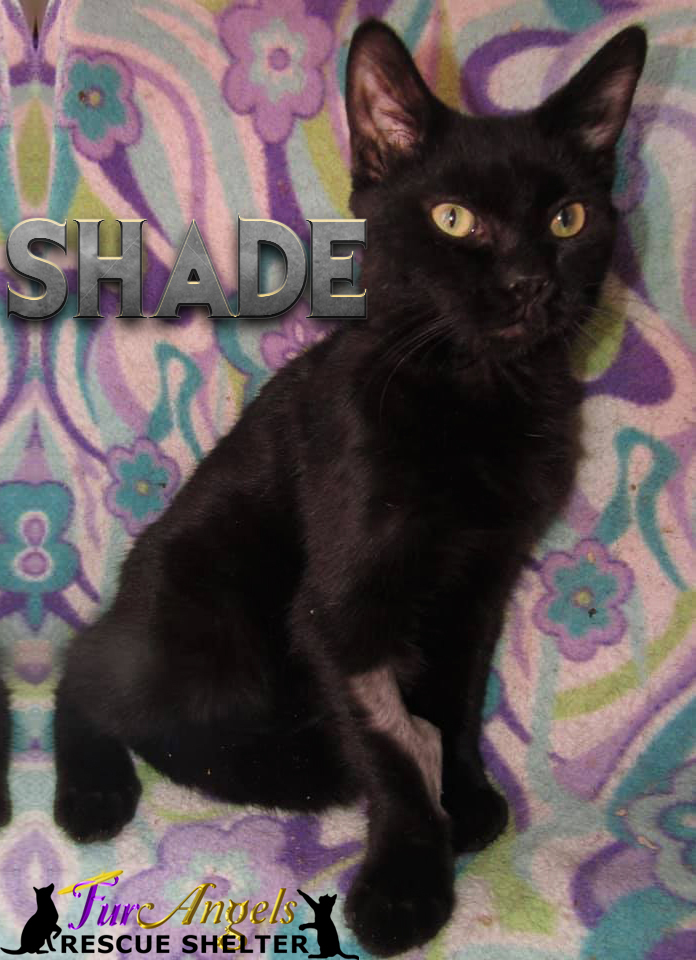 Shade, a Adoptable Domestic Short Hair in Toledo, OH image 1/2
