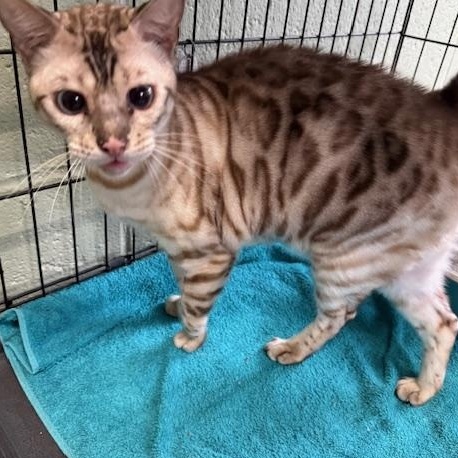 Clementine, an adopted Bengal in Honesdale, PA image 2/3