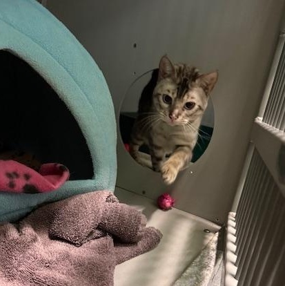 Clementine, an adopted Bengal in Honesdale, PA image 1/3