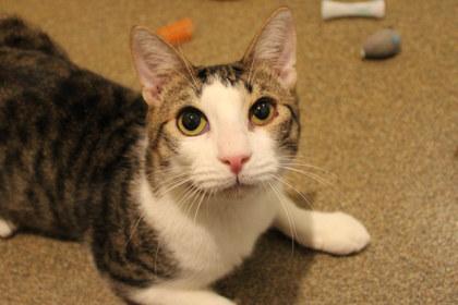Arrow, Adoptable, Adult Male Domestic Short Hair & Domestic Short Hair.