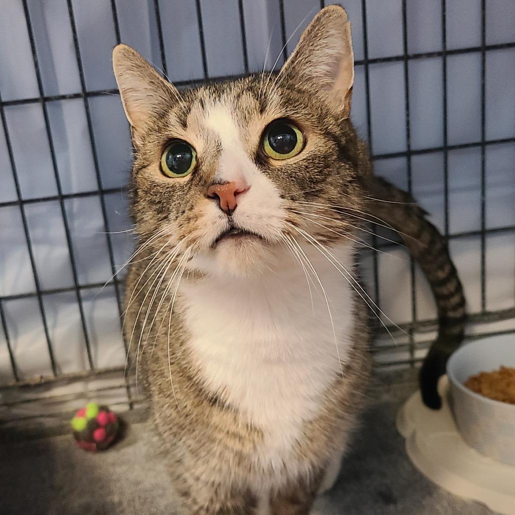 Mr.Curly, Adoptable, Young Female Domestic Short Hair.