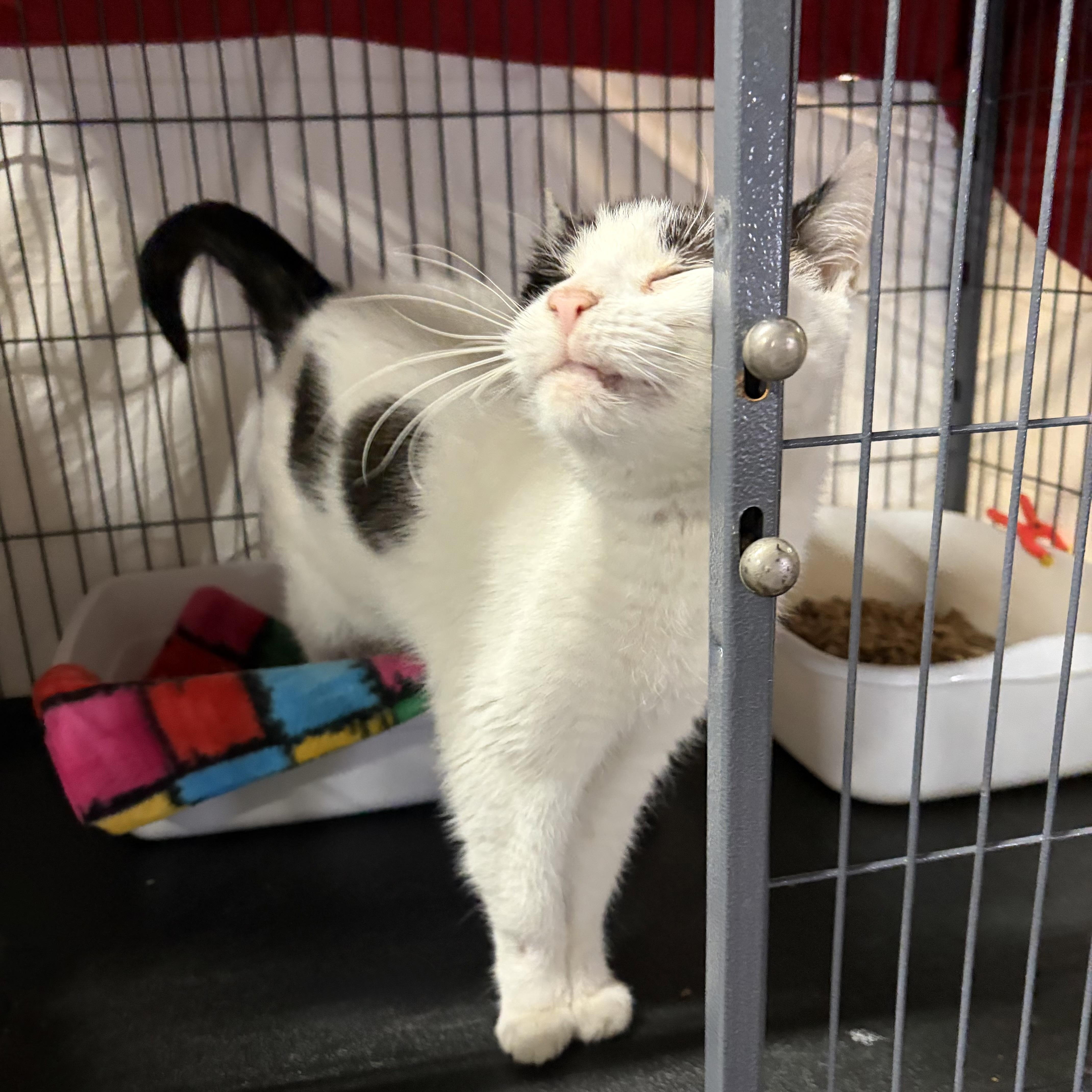 Enlarge Heather (FIV+), a Adoptable Domestic Short Hair in Cortland, NY image 1/4