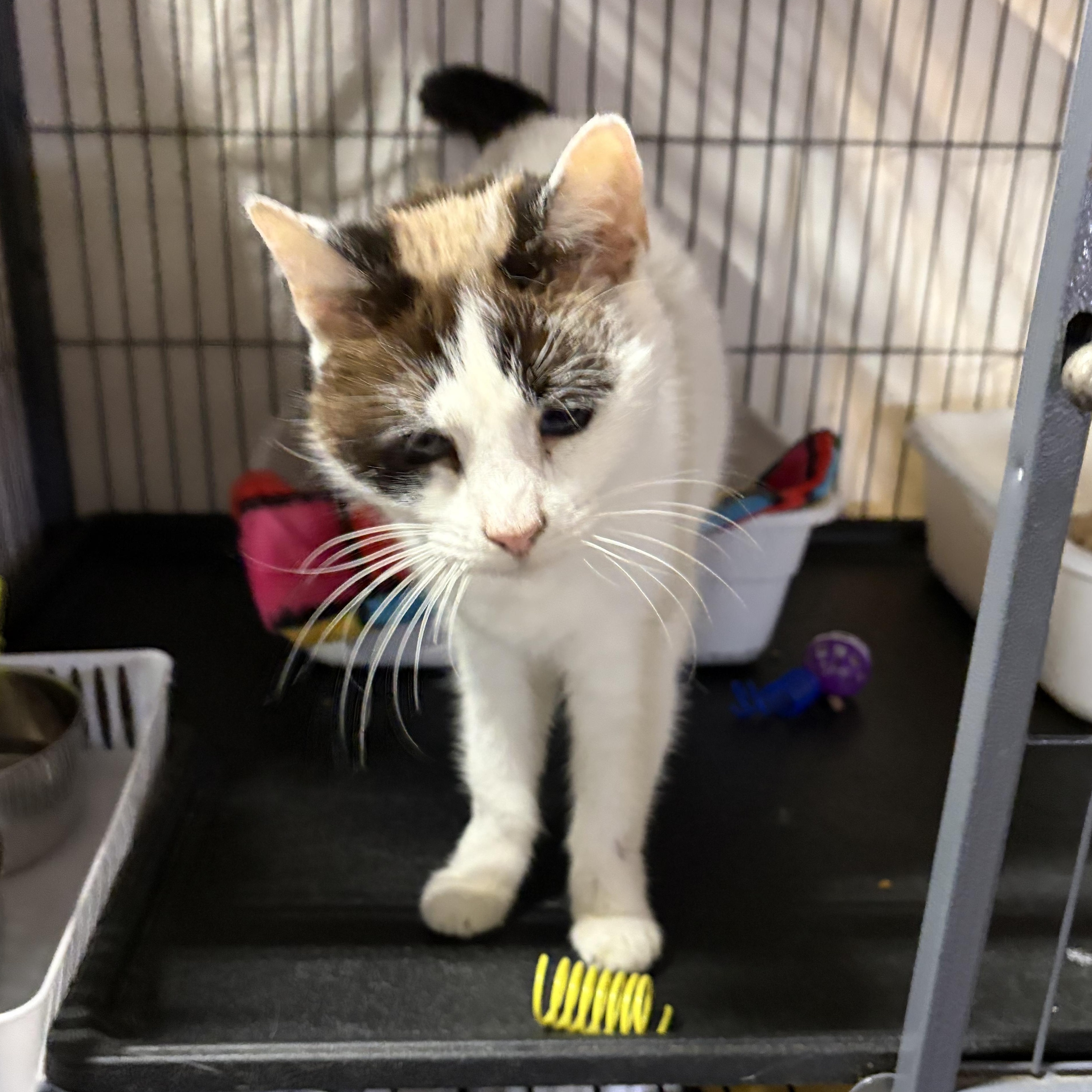 Enlarge Heather (FIV+), a Adoptable Domestic Short Hair in Cortland, NY image 3/4