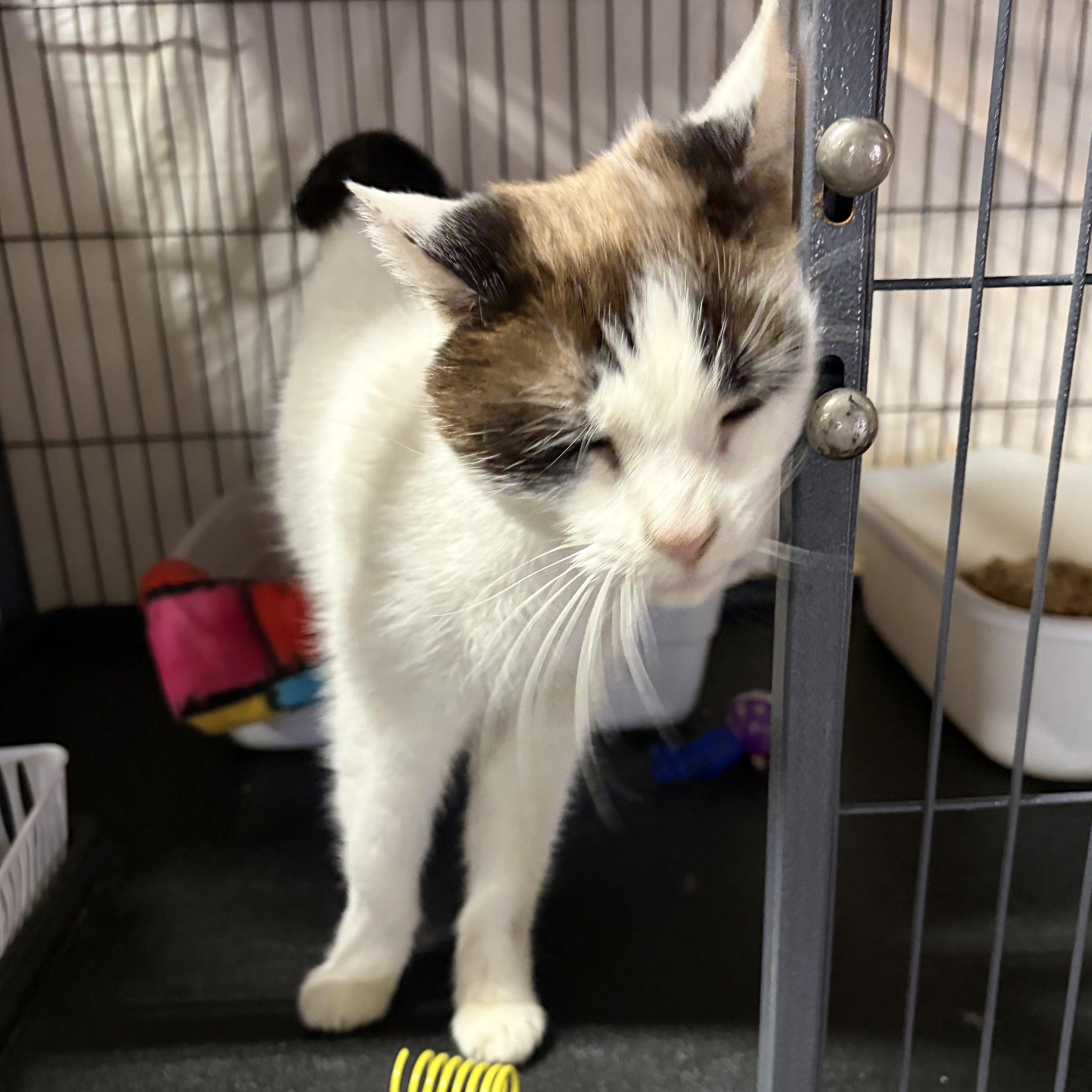 Enlarge Heather (FIV+), a Adoptable Domestic Short Hair in Cortland, NY image 4/4