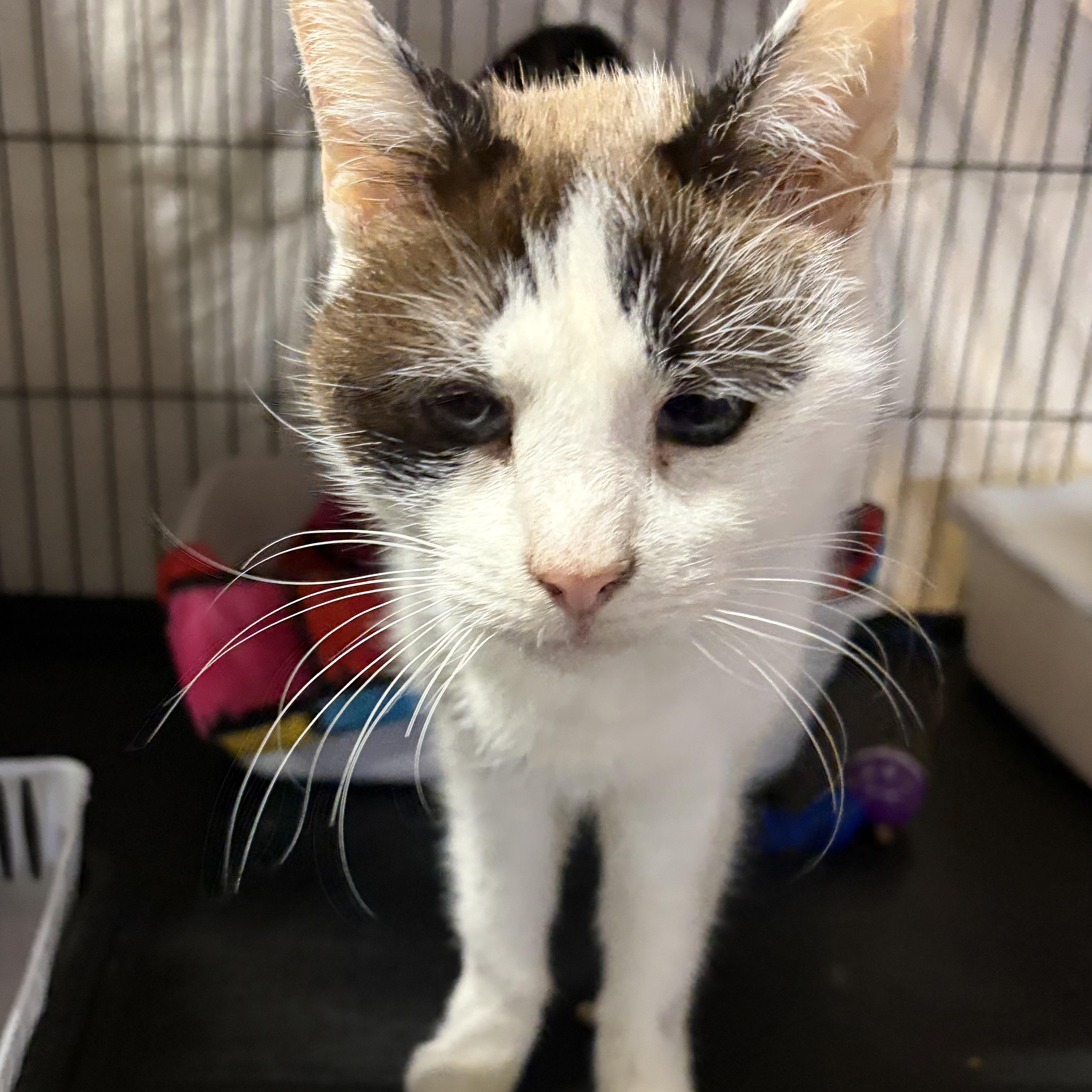 Enlarge Heather (FIV+), a Adoptable Domestic Short Hair in Cortland, NY image 2/4