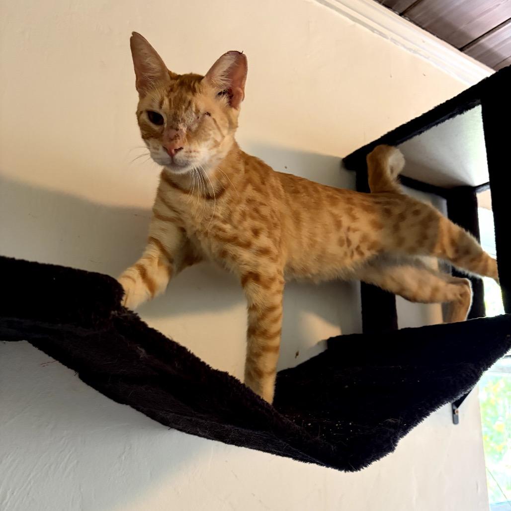 Ollie, a Adoptable Domestic Short Hair in Juno Beach, FL image 1/3
