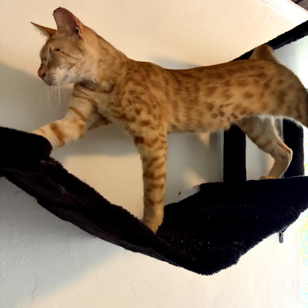 Ollie, a Adoptable Domestic Short Hair in Juno Beach, FL image 2/3