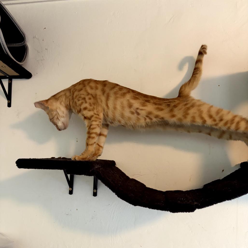 Ollie, a Adoptable Domestic Short Hair in Juno Beach, FL image 3/3