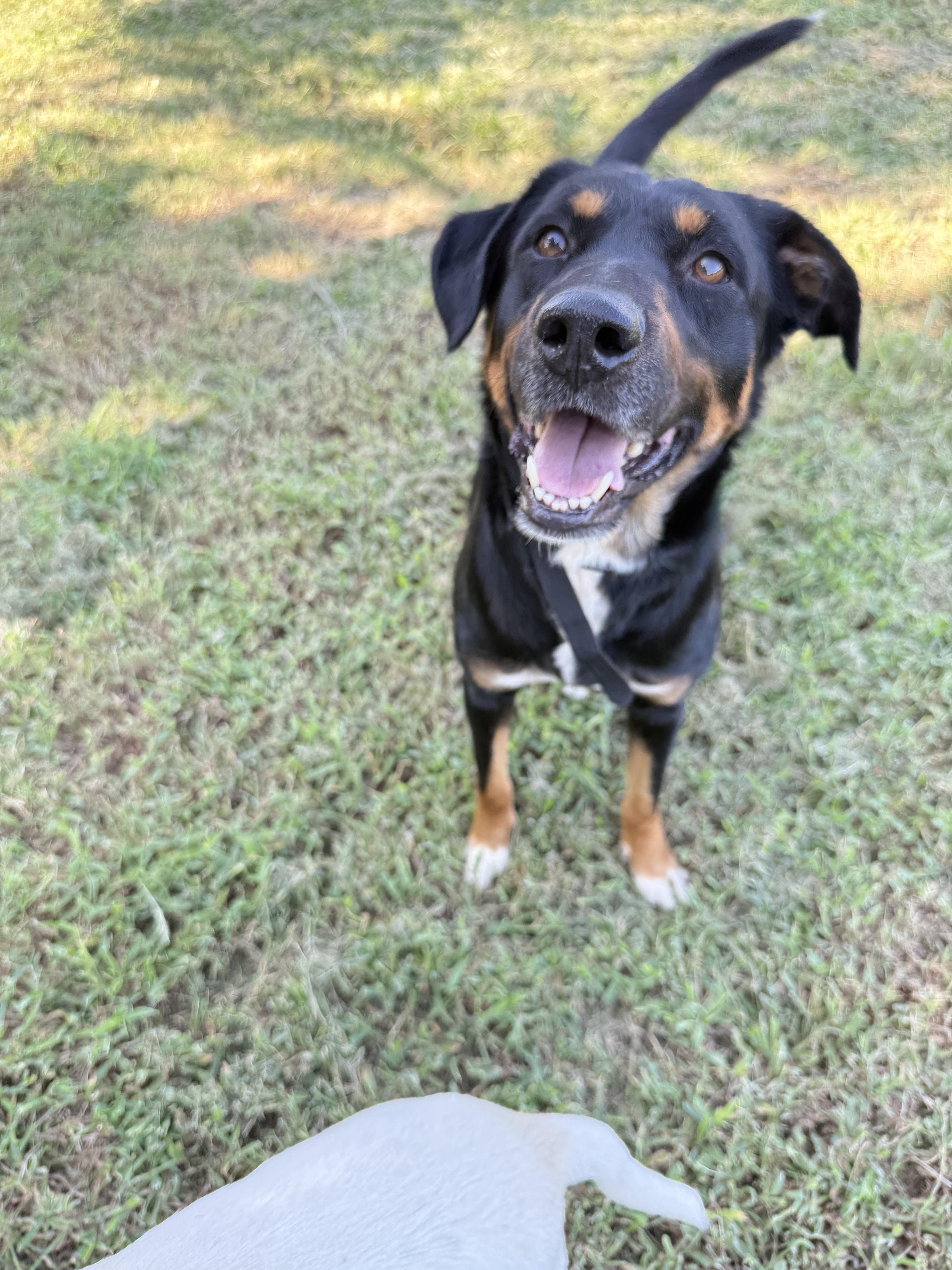 Bane, Adoptable, Adult Male Rottweiler.