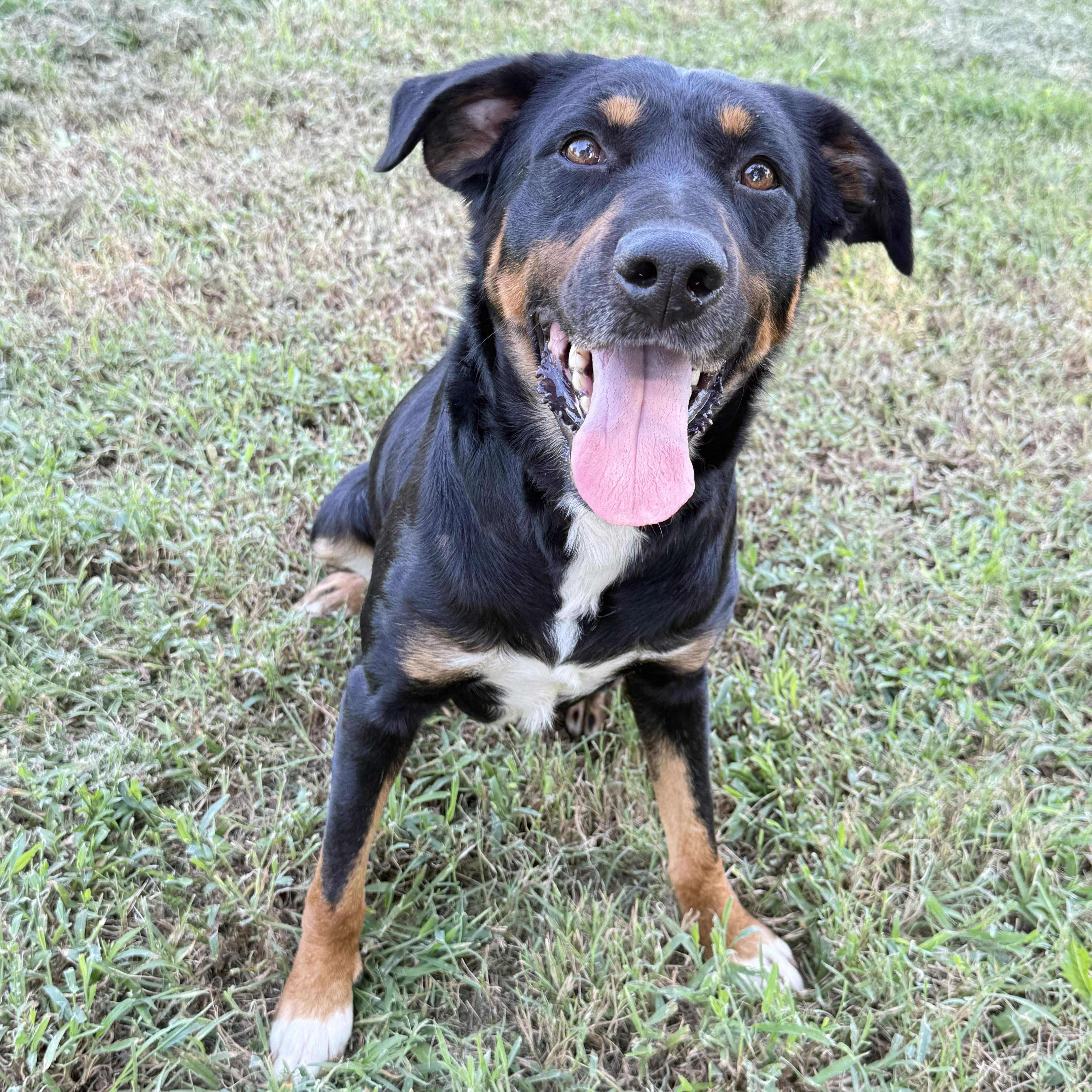 Bane, a Adoptable mixed breed in Prague, OK image 2/4