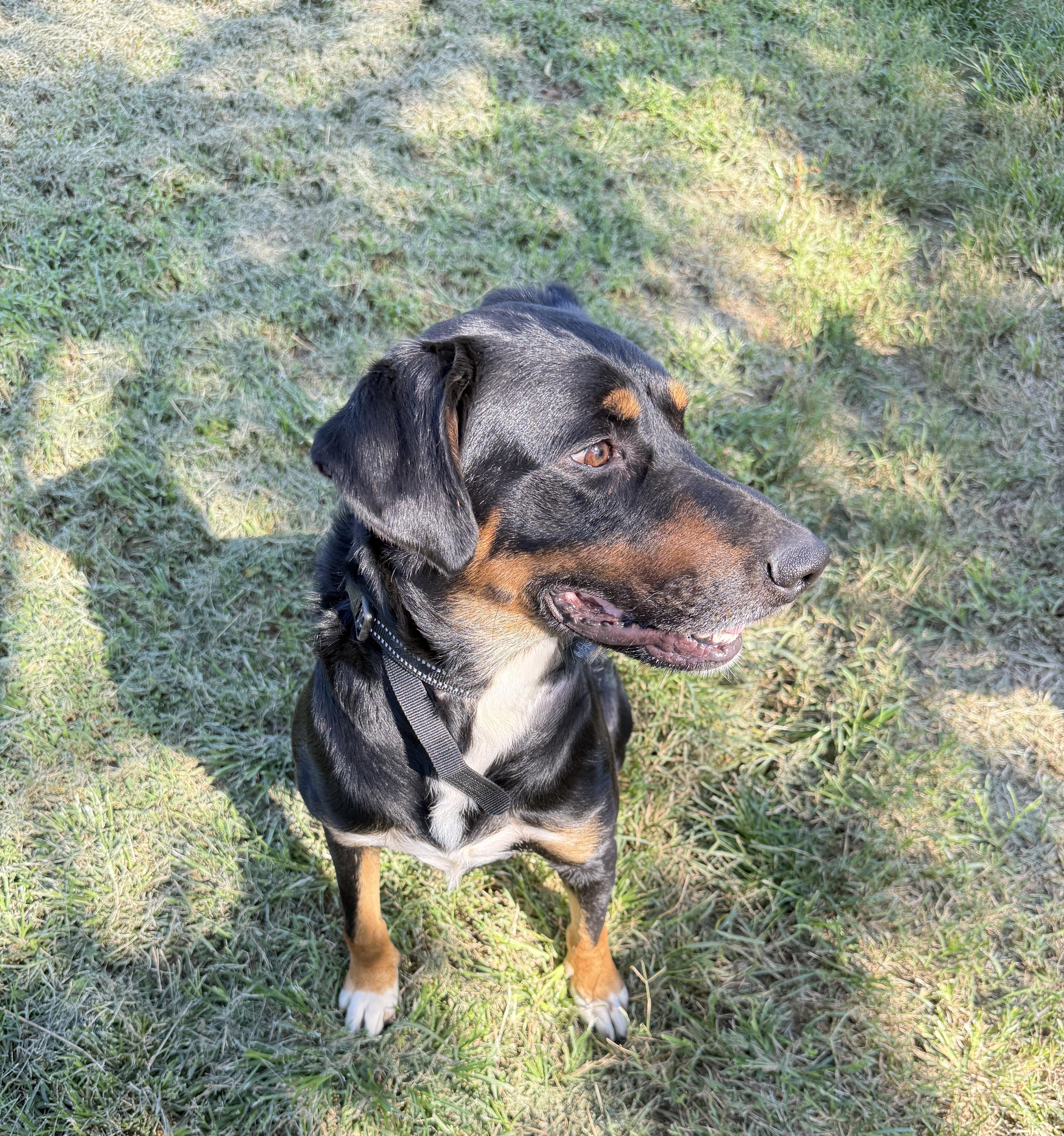 Bane, a Adoptable mixed breed in Prague, OK image 3/4