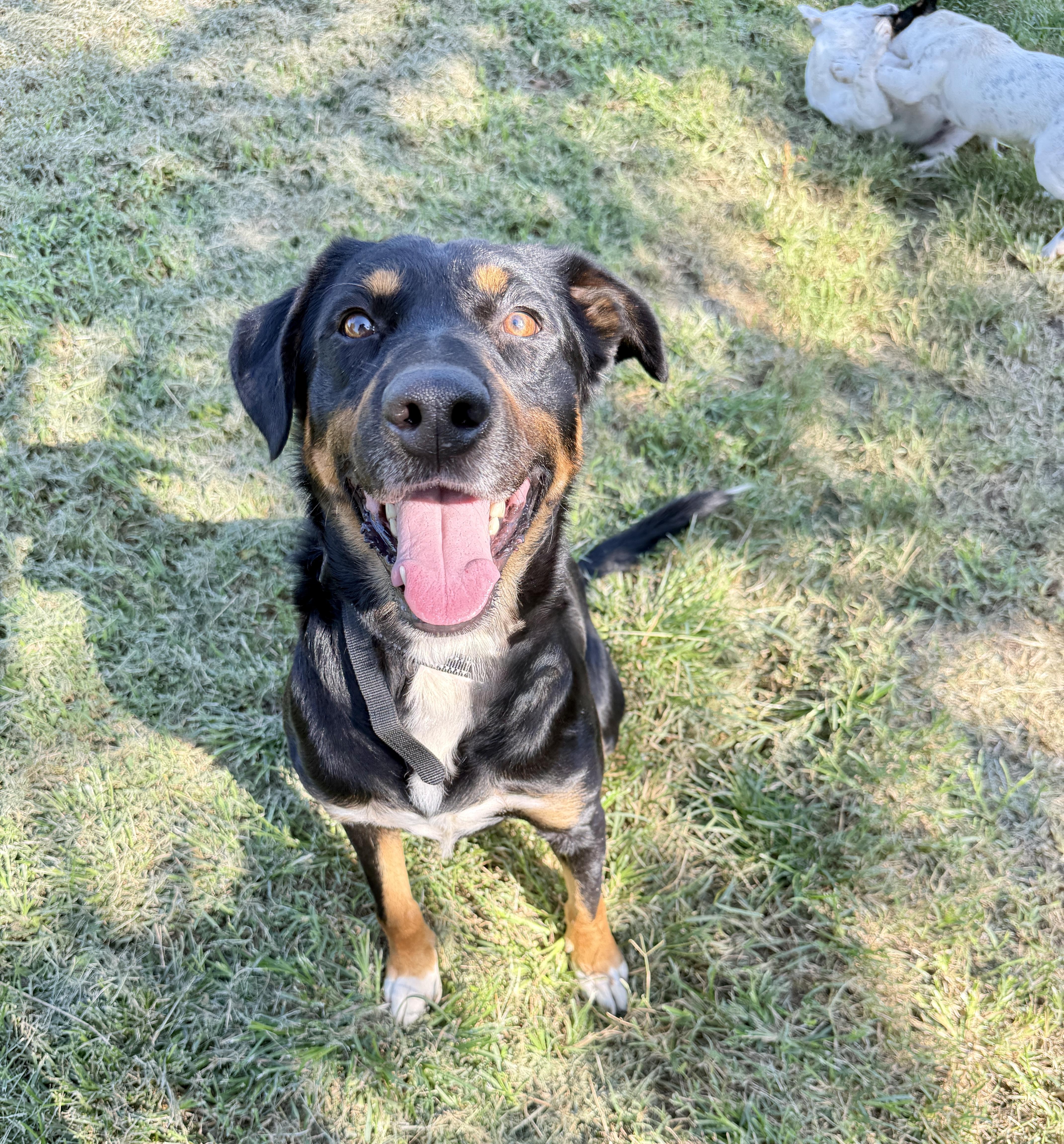 Bane, a Adoptable mixed breed in Prague, OK image 4/4