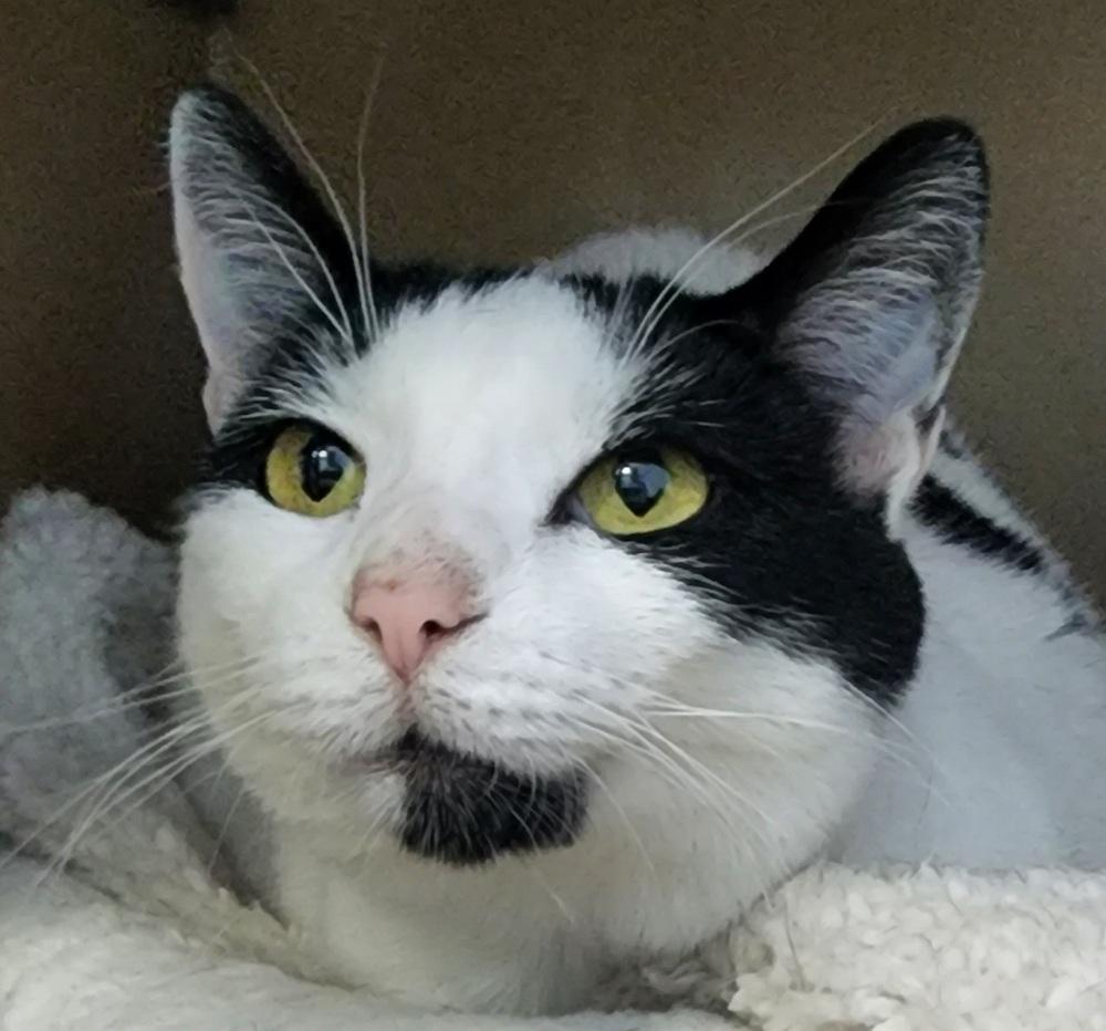 Belle, Adoptable, Adult Female Domestic Short Hair.