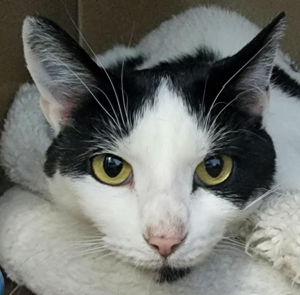 Enlarge Belle, a Adoptable Domestic Short Hair in Anoka, MN image 2/2