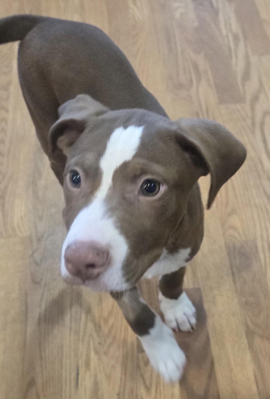 Whiskey, Adopted, Puppy Male Terrier & Labrador Retriever.