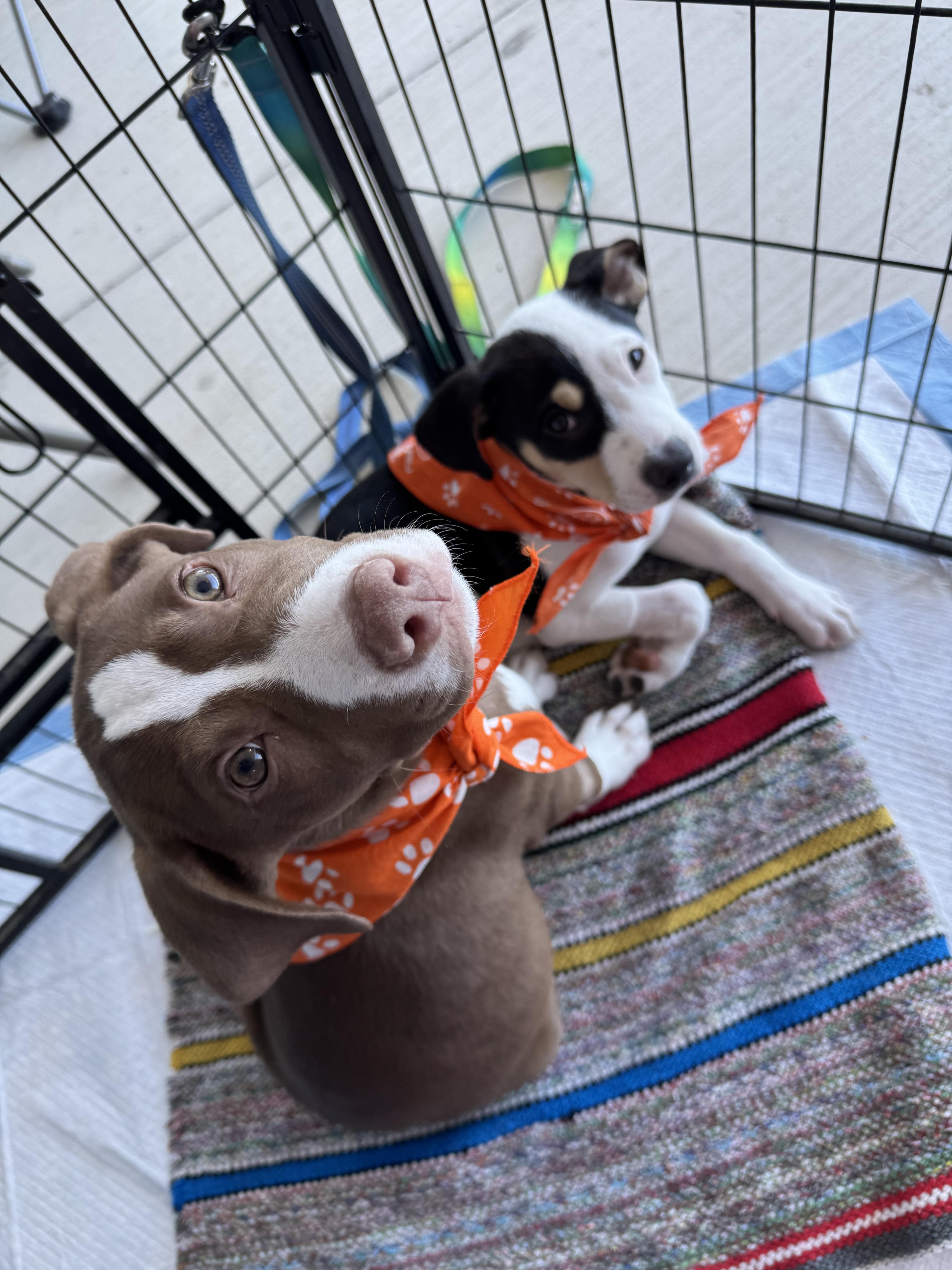 Enlarge Whiskey, a Adopted mixed breed in Schertz, TX image 4/4