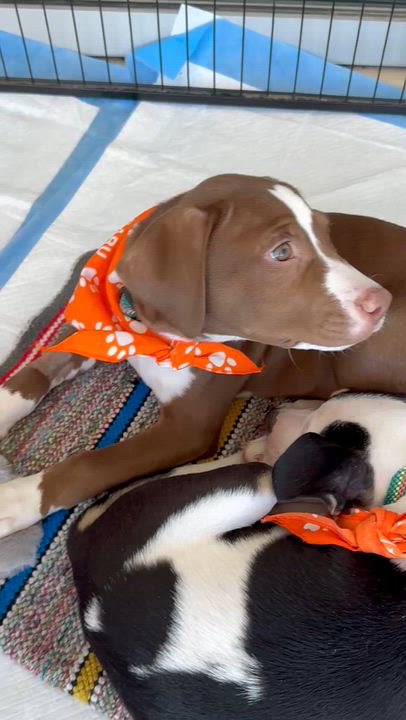 Enlarge Whiskey, a Adopted mixed breed in Schertz, TX video 3/4
