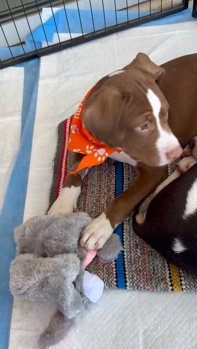 Enlarge Whiskey, a Adopted mixed breed in Schertz, TX video 2/4