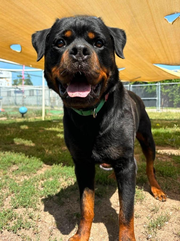 Enlarge Boromir, a Adoptable Rottweiler in Warren, MI image 1/6