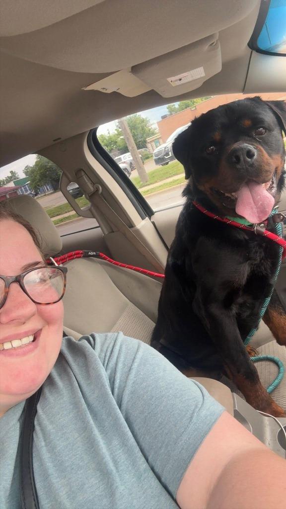 Boromir, Adoptable, Adult Male Rottweiler.