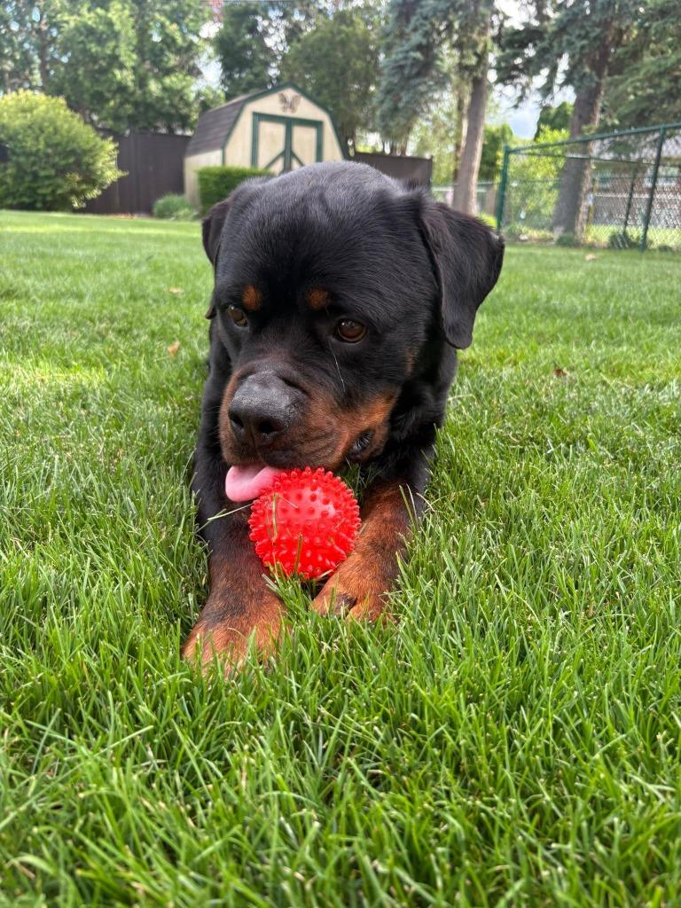 Enlarge Boromir, a Adoptable Rottweiler in Warren, MI image 2/6