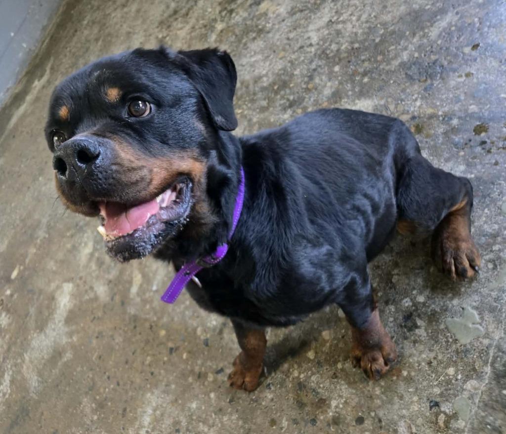 Enlarge Boromir, a Adoptable Rottweiler in Warren, MI image 3/6