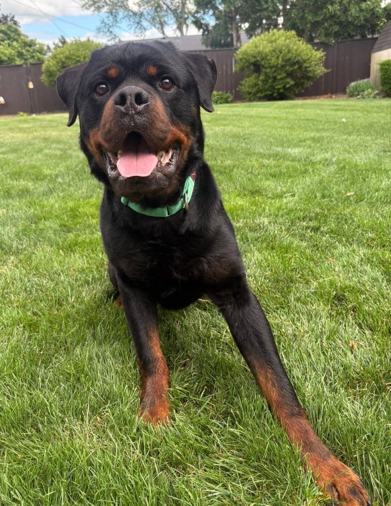 Enlarge Boromir, a Adoptable Rottweiler in Warren, MI image 4/6