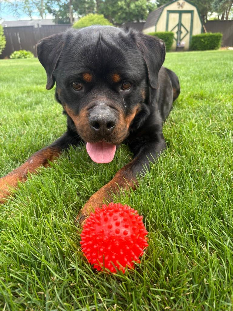 Enlarge Boromir, a Adoptable Rottweiler in Warren, MI image 5/6
