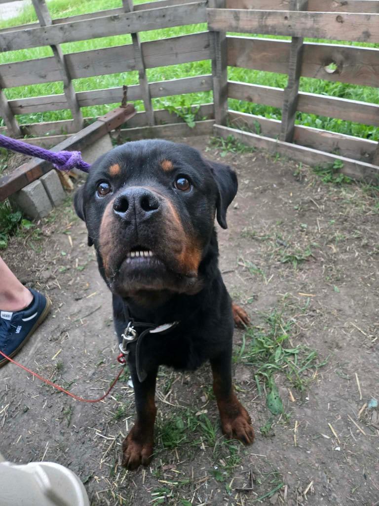 Enlarge Boromir, a Adoptable Rottweiler in Warren, MI image 6/6